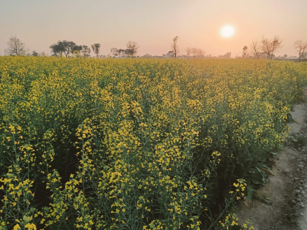 orgaharvest-hyola-401-canola-field-punjab Blooming Hyola 401 canola field at OrgaHarvest farm in Punjab