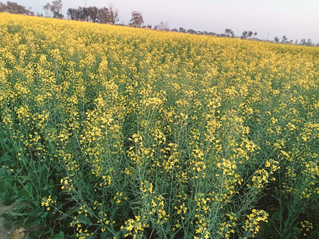 orgaharvest-hyola-401-canola-field-punjab Blooming Hyola 401 canola field at OrgaHarvest farm in Punjab